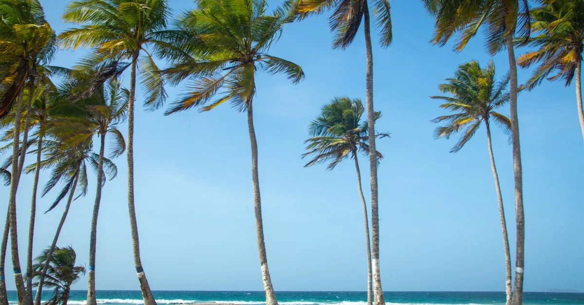 Belle plage tropicale avec de grands palmiers et un ciel bleu clair.