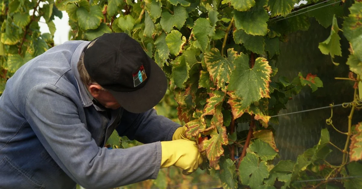 Un agriculteur cueille soigneusement des raisins dans un vignoble pendant la saison des vendanges.