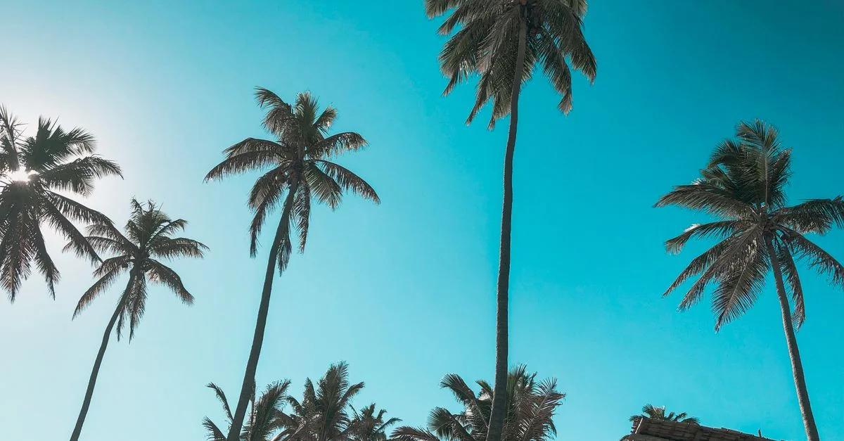 Vue scénique de grands palmiers sous un ciel bleu éclatant, évoquant une ambiance de paradis tropical.