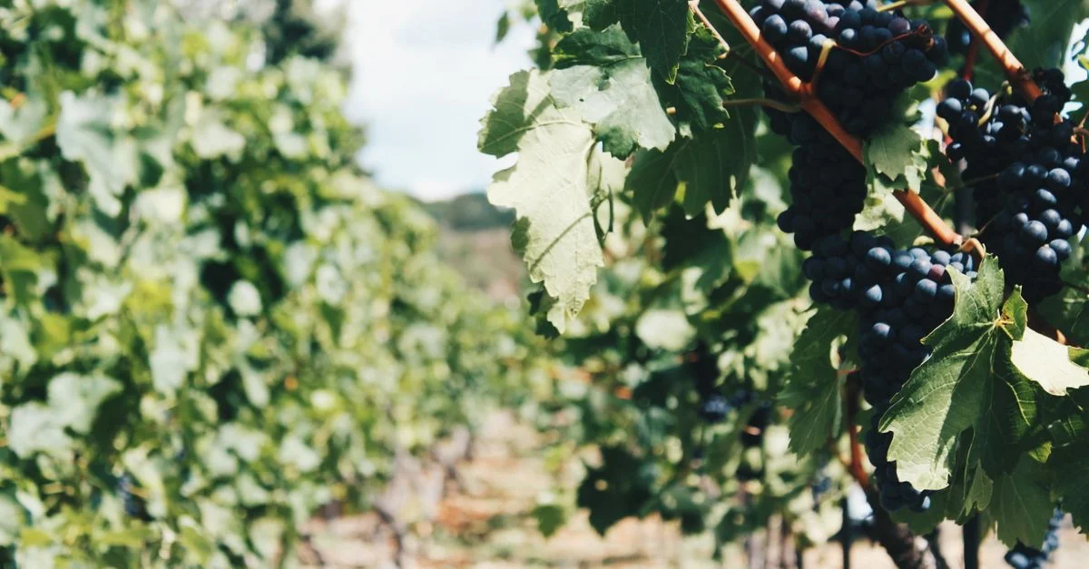 Vue rapprochée d'un vignoble vibrant avec des raisins mûrs sur des vignes pendant la journée.